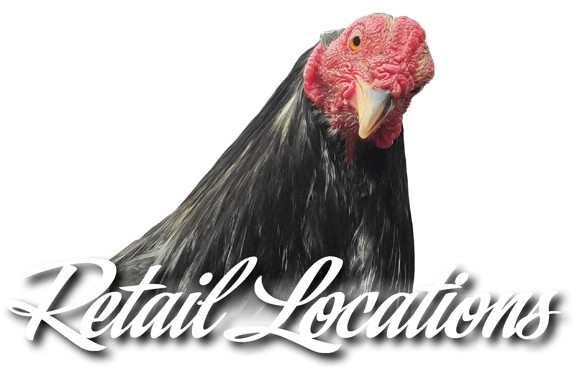 Inquisitive rooster looking over retail locations text